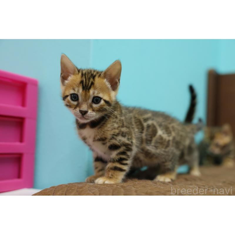 販売中の大阪府のベンガル-139939の5枚目