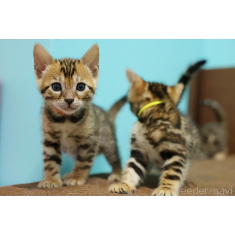 販売中の大阪府のベンガル-139939の4枚目