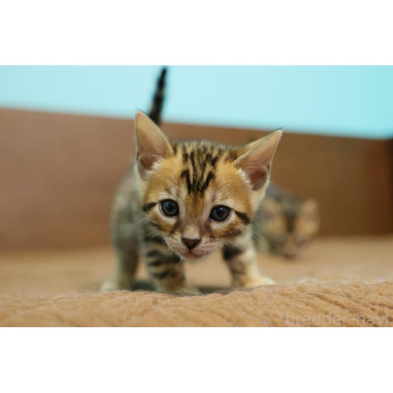 販売中の大阪府のベンガル-139939の3枚目