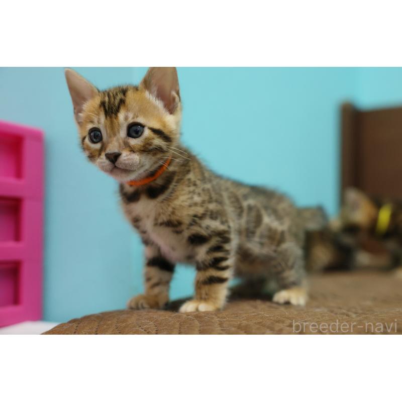 販売中の大阪府のベンガル-139939の2枚目