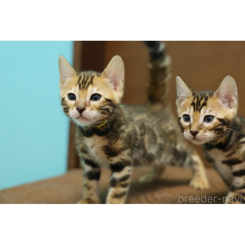 販売中の大阪府のベンガル-139938の12枚目