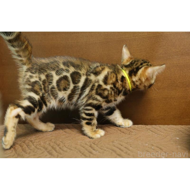 販売中の大阪府のベンガル-139938の11枚目