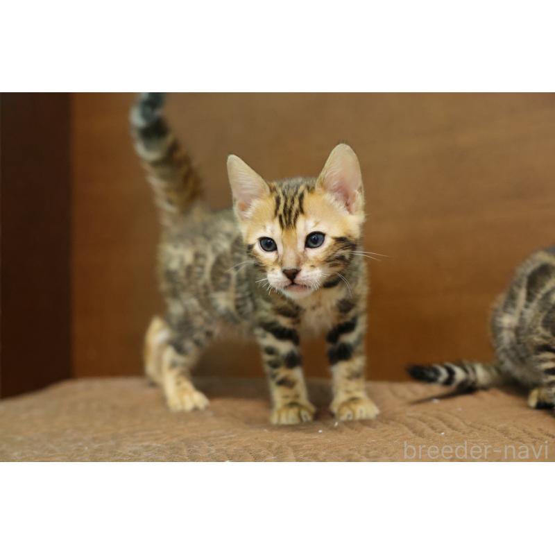 販売中の大阪府のベンガル-139938の10枚目