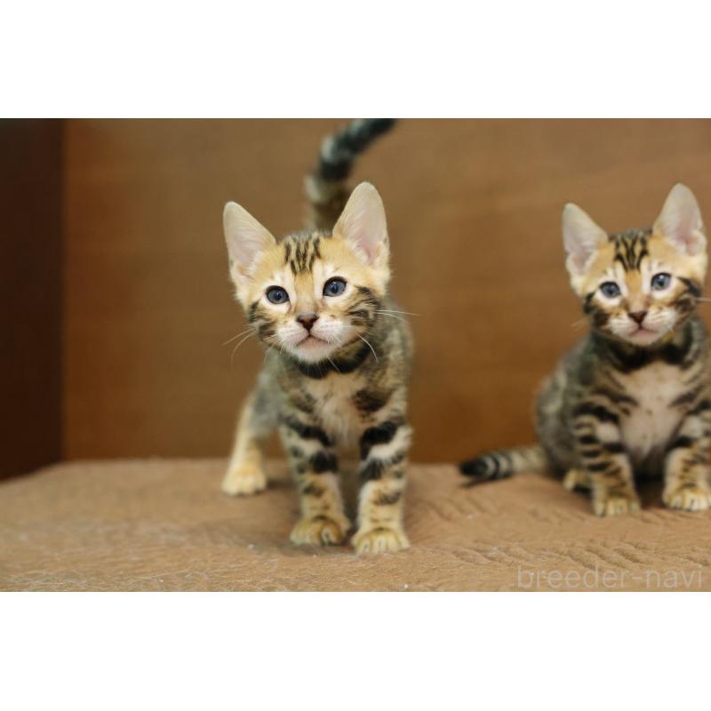 販売中の大阪府のベンガル-139938の9枚目