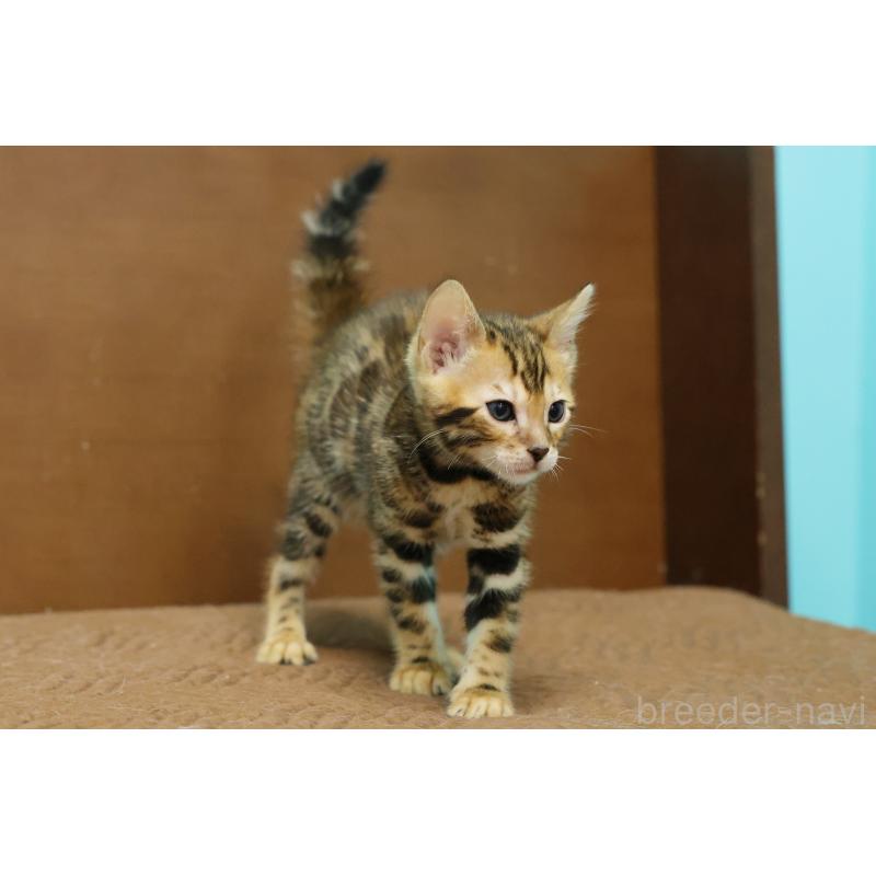 販売中の大阪府のベンガル-139938の8枚目