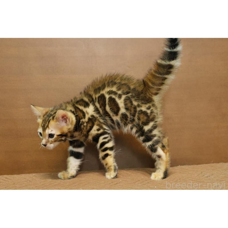 販売中の大阪府のベンガル-139938の7枚目