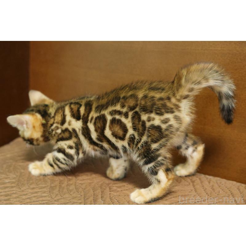 販売中の大阪府のベンガル-139938の6枚目