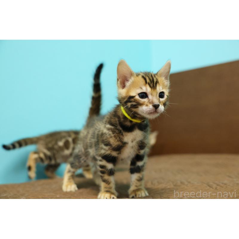 販売中の大阪府のベンガル-139938の5枚目