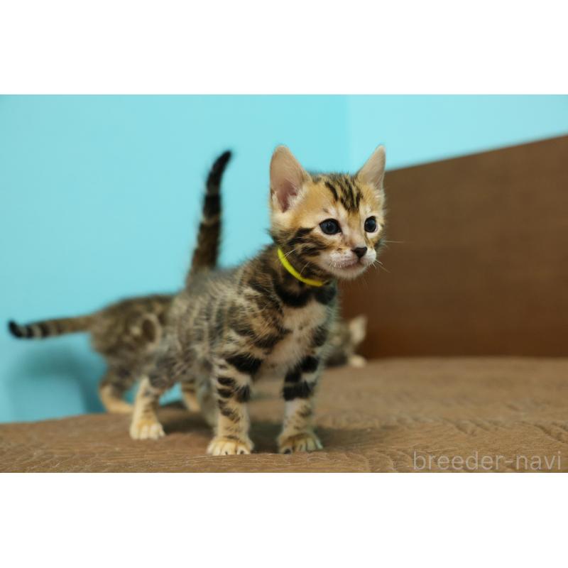 販売中の大阪府のベンガル-139938の4枚目