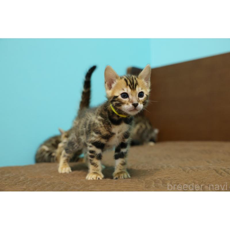 販売中の大阪府のベンガル-139938の3枚目