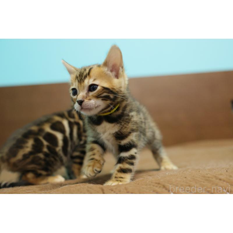 販売中の大阪府のベンガル-139938の2枚目