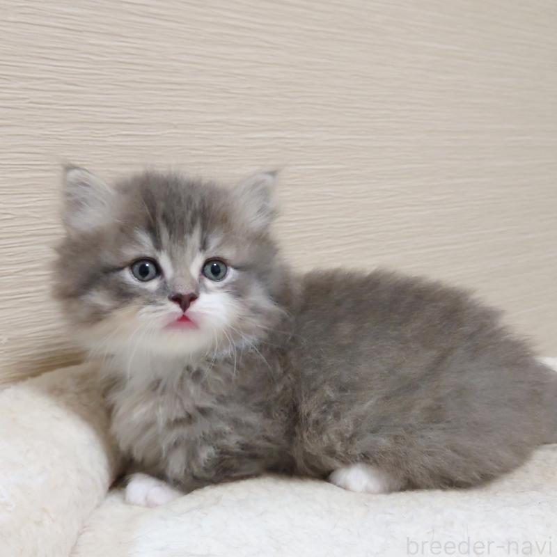 販売中の埼玉県のミヌエット(短足)-139933の3枚目