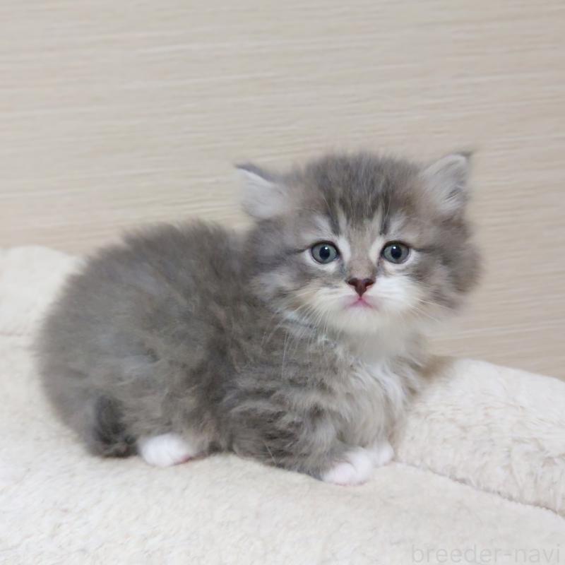 販売中の埼玉県のミヌエット(短足)-139933の1枚目