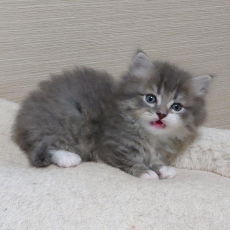 販売中の埼玉県のミヌエット(短足)-139933の2枚目