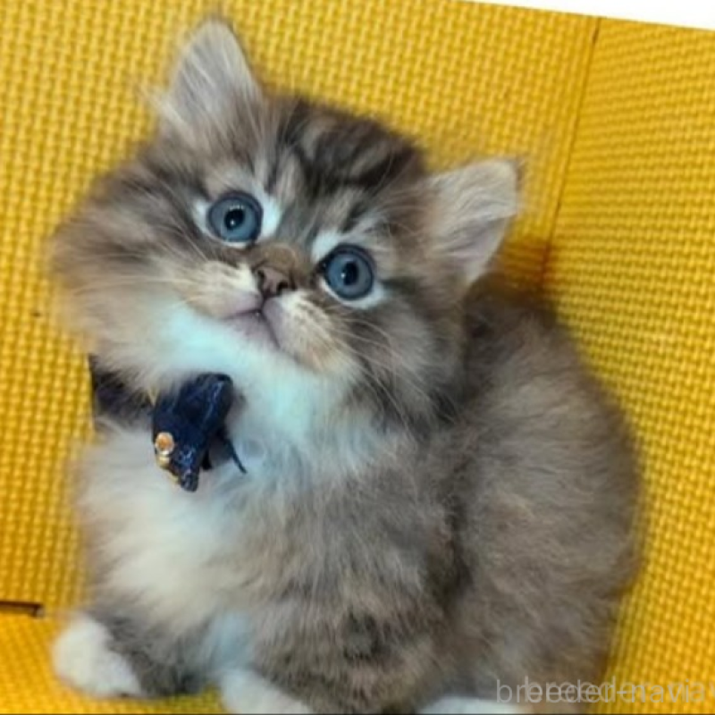 販売中の神奈川県のミヌエット(短足)-139970