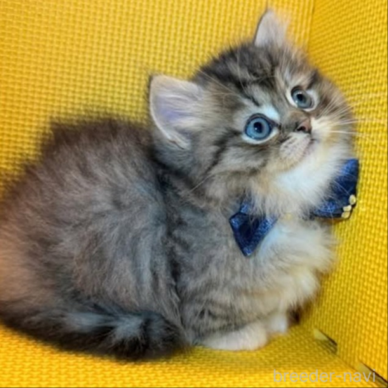 販売中の神奈川県のミヌエット(短足)-139970の7枚目