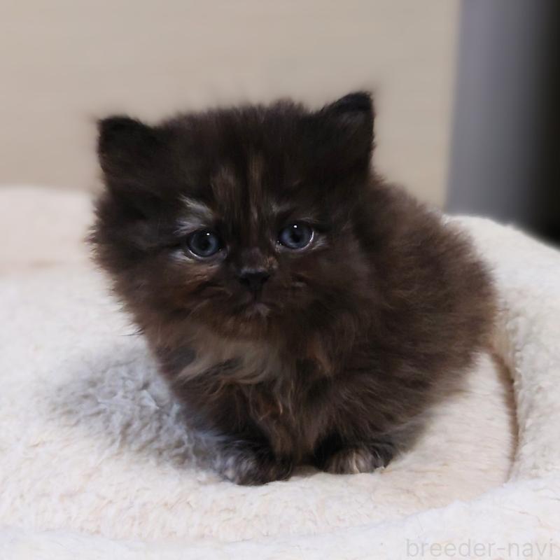 販売中の埼玉県のミヌエット(短足)-138828