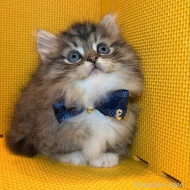 販売中の神奈川県のミヌエット(短足)-139970の6枚目