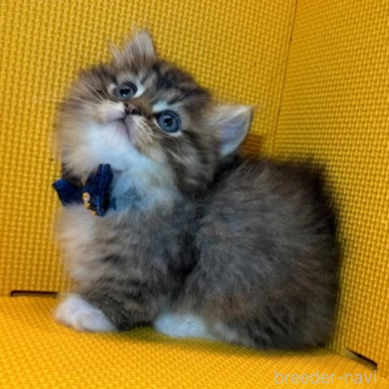 販売中の神奈川県のミヌエット(短足)-139970の5枚目