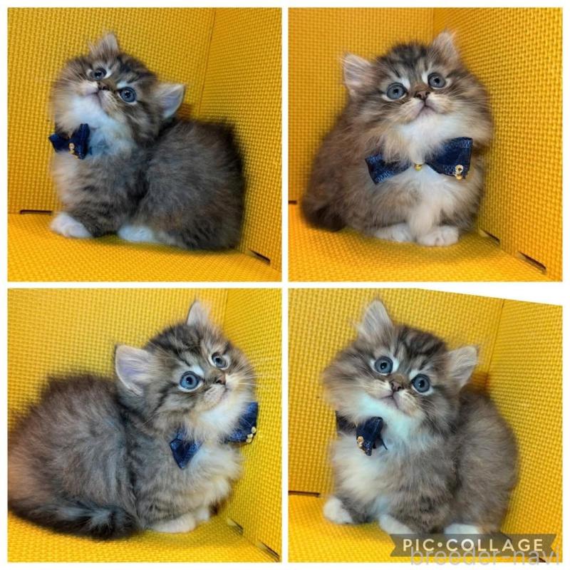 販売中の神奈川県のミヌエット(短足)-139970の4枚目