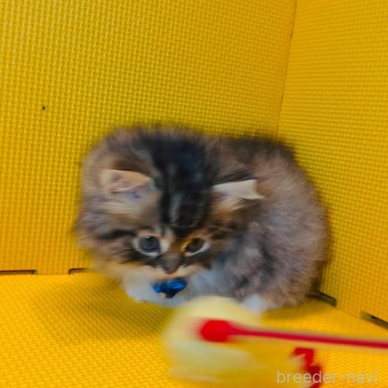 販売中の神奈川県のミヌエット(短足)-139970の3枚目