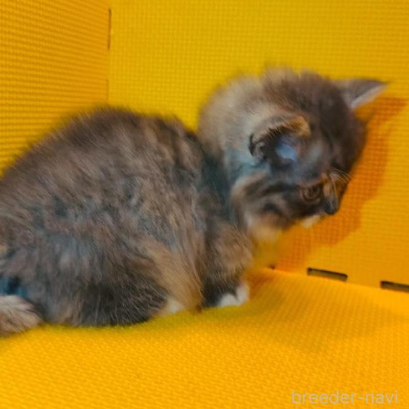 販売中の神奈川県のミヌエット(短足)-139970の2枚目