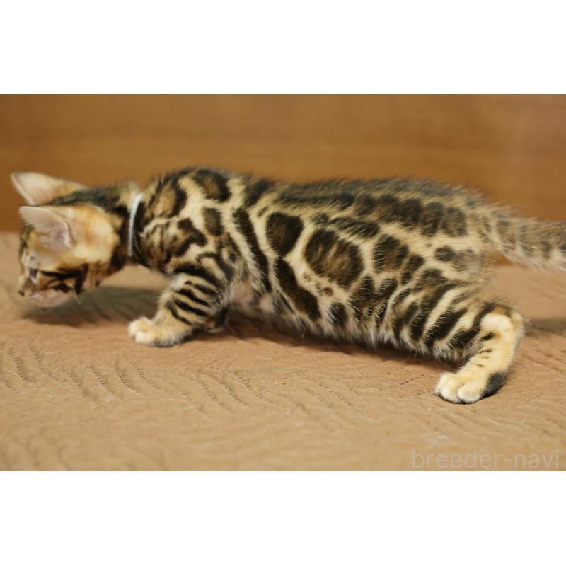 販売中の大阪府のベンガル-139937の13枚目