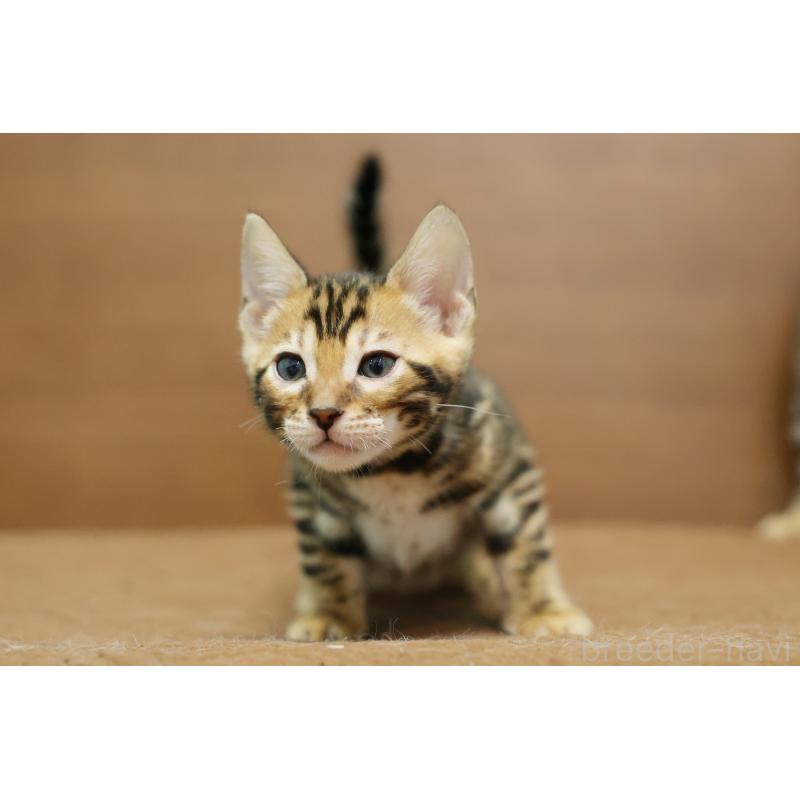 販売中の大阪府のベンガル-139937の12枚目