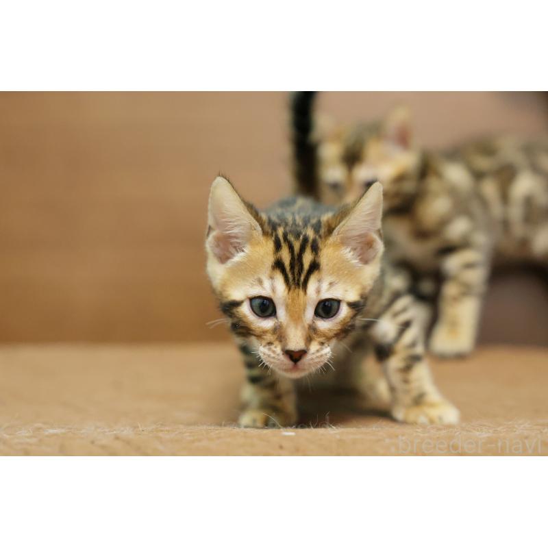 販売中の大阪府のベンガル-139937の11枚目