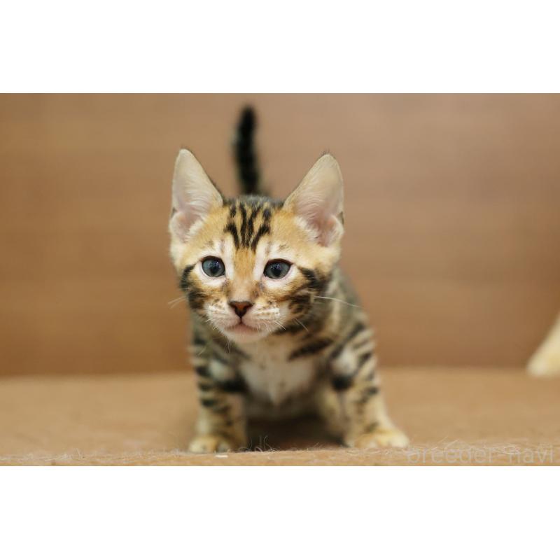 販売中の大阪府のベンガル-139937の10枚目