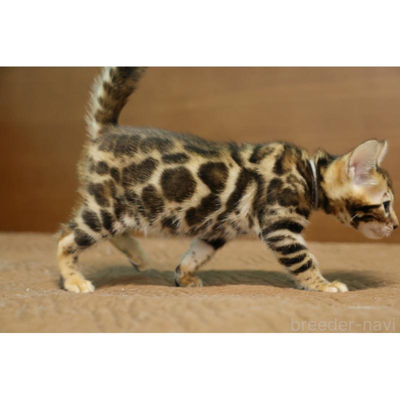 販売中の大阪府のベンガル-139937の9枚目