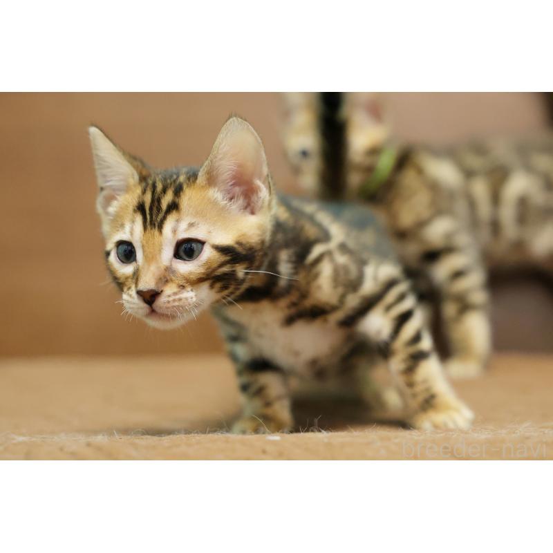 販売中の大阪府のベンガル-139937の8枚目