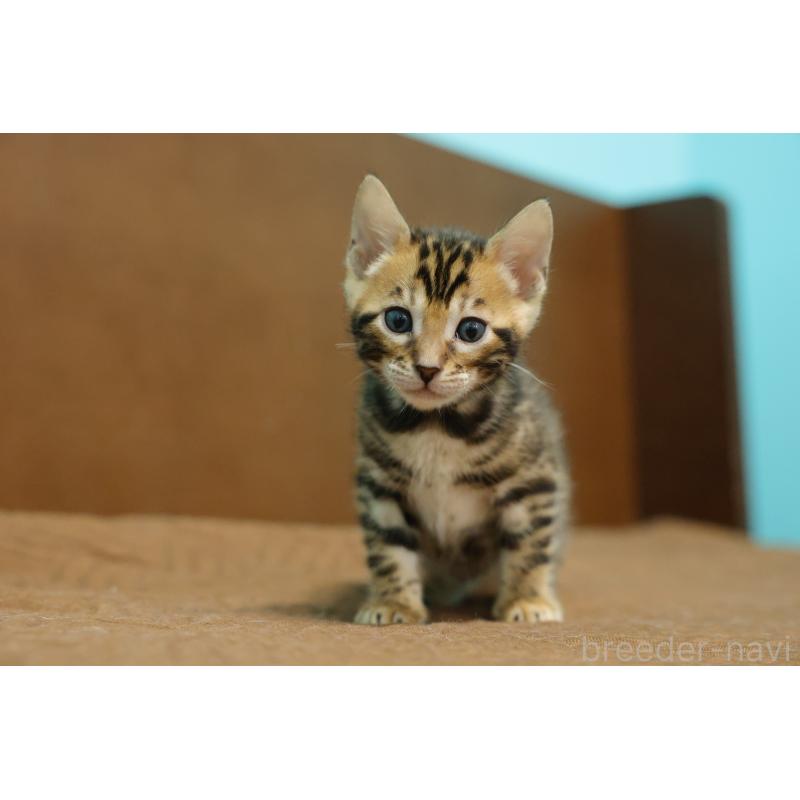 販売中の大阪府のベンガル-139937の7枚目