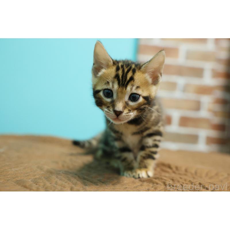 販売中の大阪府のベンガル-139937の6枚目