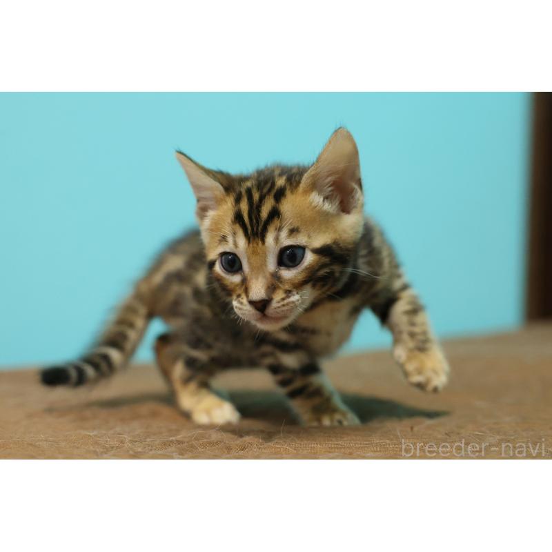 販売中の大阪府のベンガル-139937の5枚目