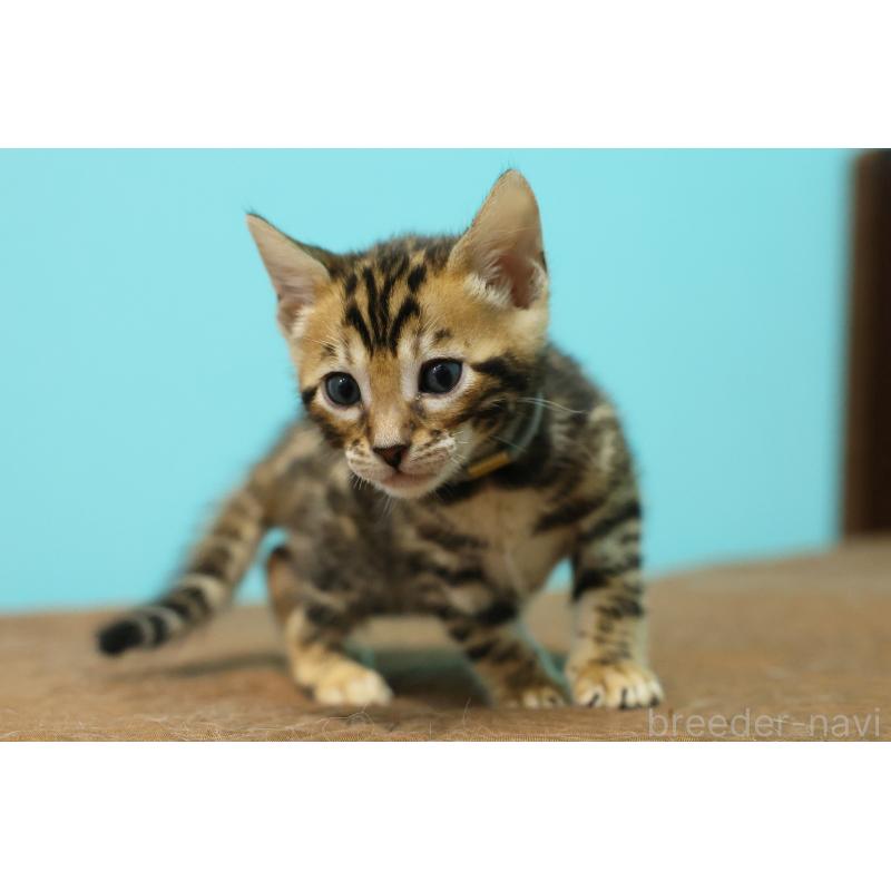 販売中の大阪府のベンガル-139937の4枚目