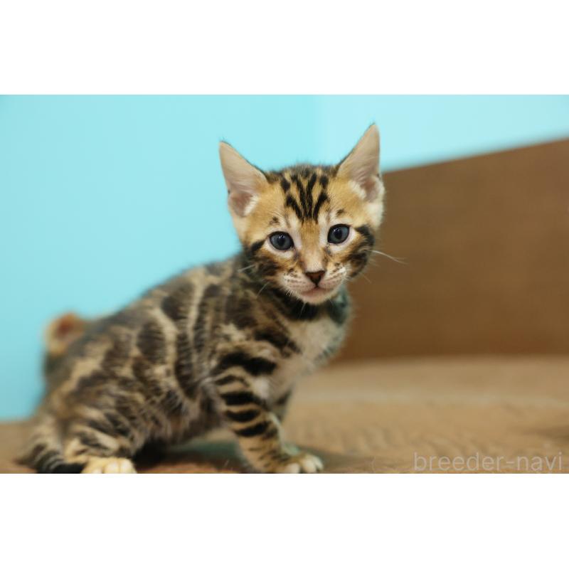 販売中の大阪府のベンガル-139937の3枚目