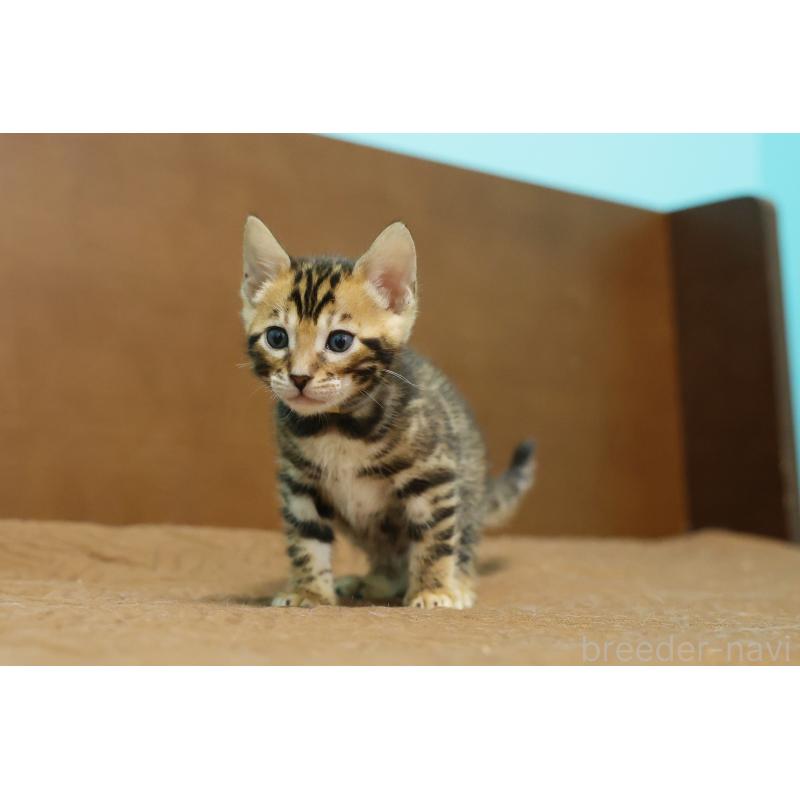 販売中の大阪府のベンガル-139937の2枚目