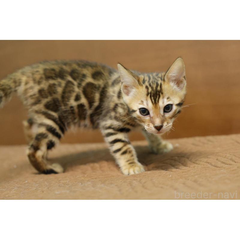 販売中の大阪府のベンガル-139936の10枚目