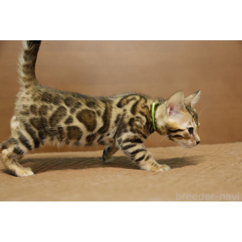 販売中の大阪府のベンガル-139936の9枚目