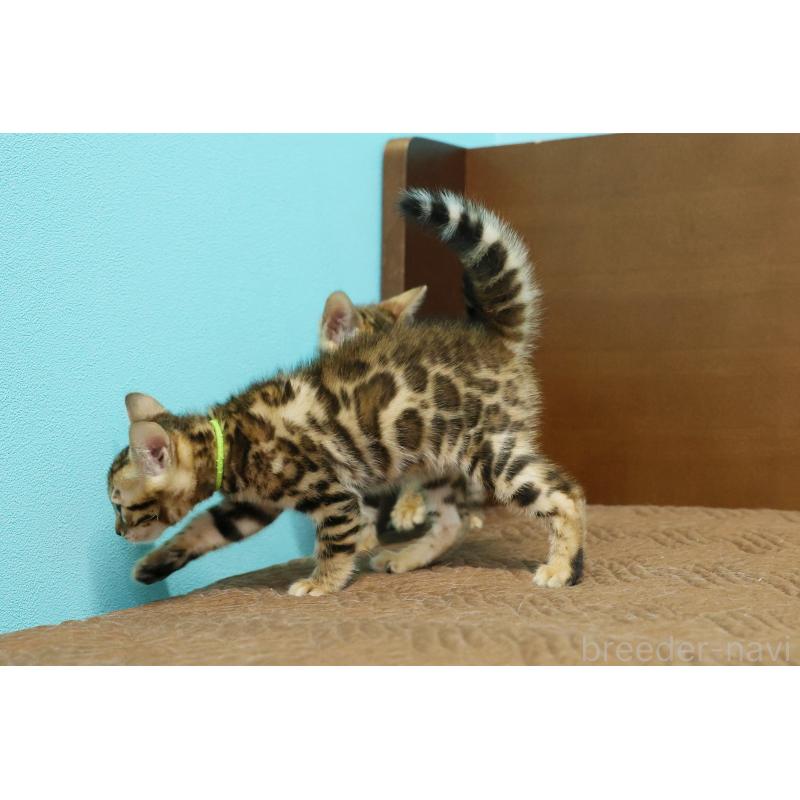 販売中の大阪府のベンガル-139936の8枚目