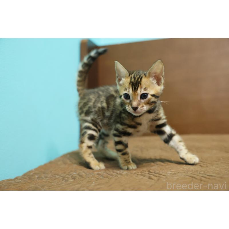 販売中の大阪府のベンガル-139936の7枚目