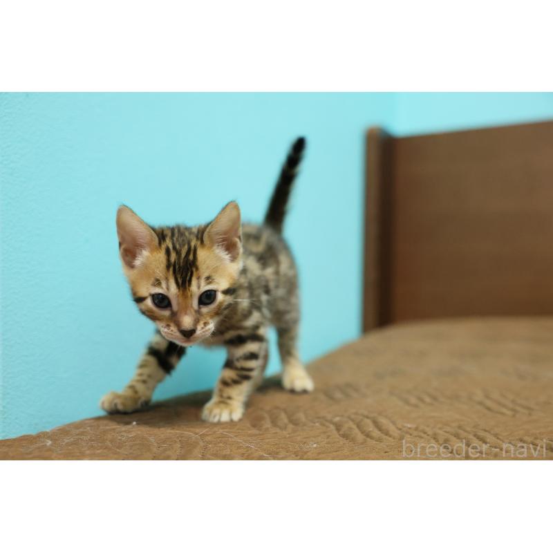 販売中の大阪府のベンガル-139936の6枚目