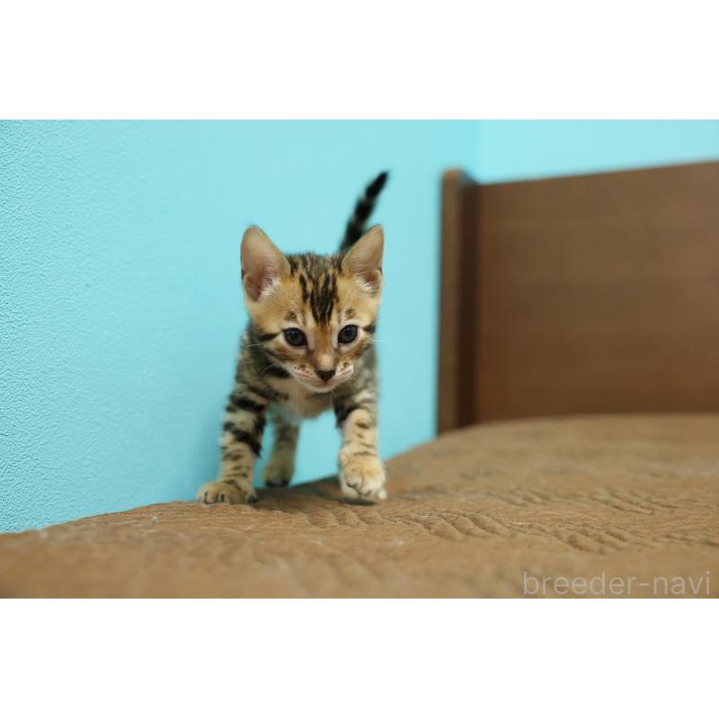 販売中の大阪府のベンガル-139936の5枚目