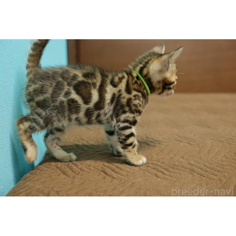 販売中の大阪府のベンガル-139936の4枚目