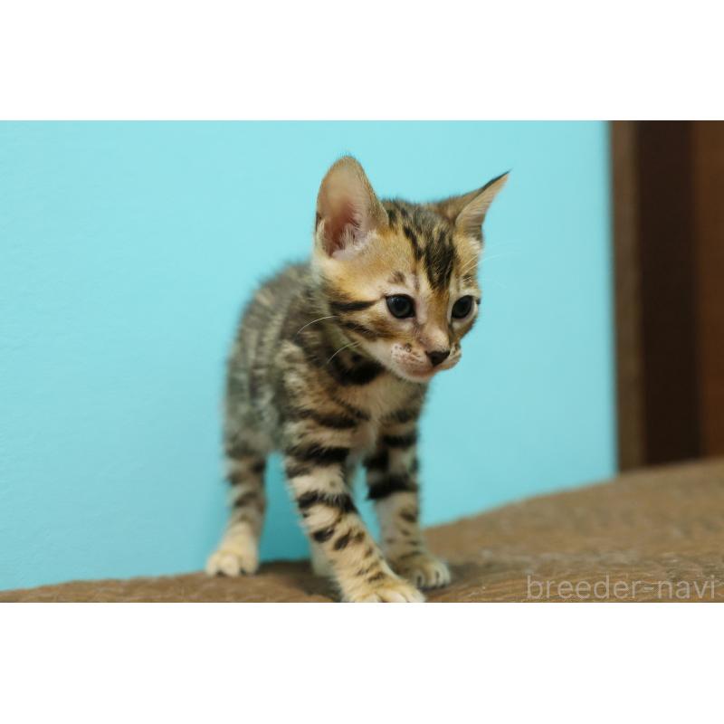 販売中の大阪府のベンガル-139936の3枚目