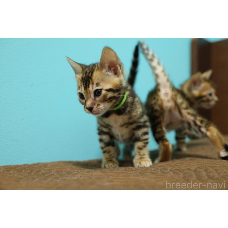 販売中の大阪府のベンガル-139936の2枚目