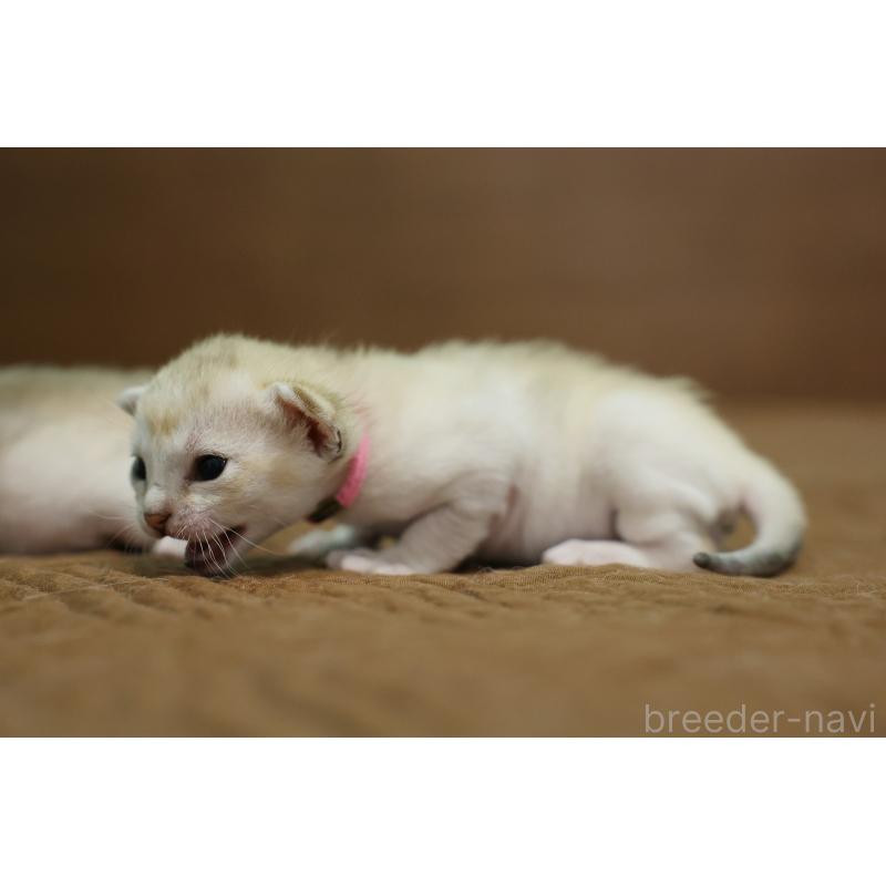 販売中の大阪府のシンガプーラ-139934の3枚目