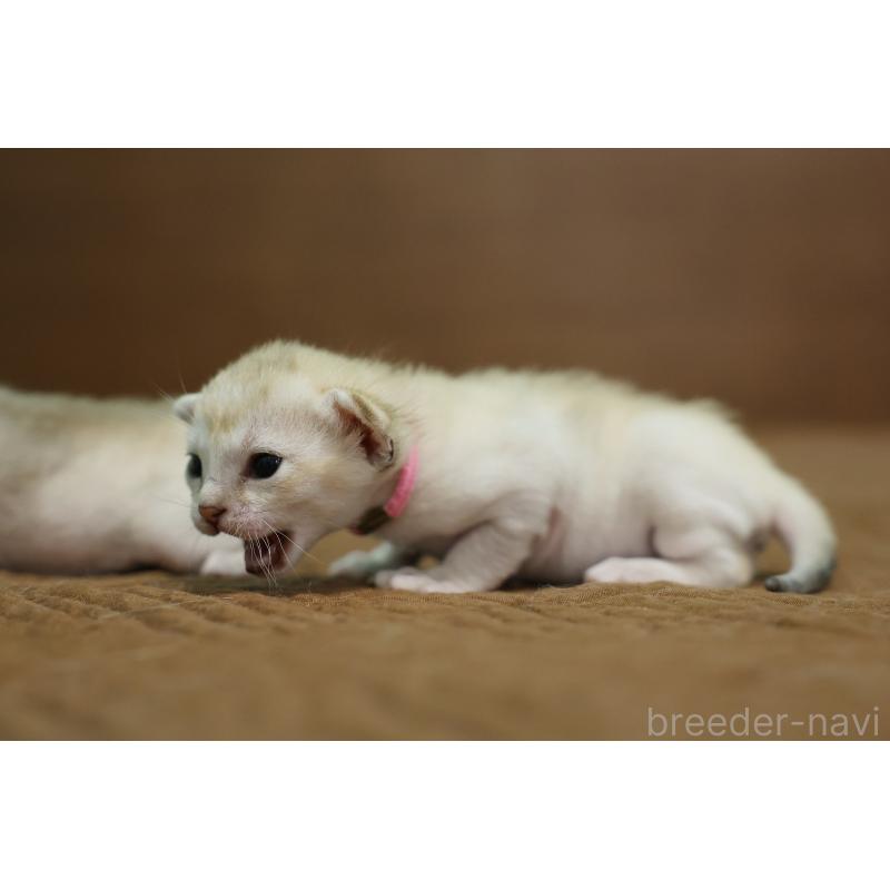 販売中の大阪府のシンガプーラ-139934の2枚目