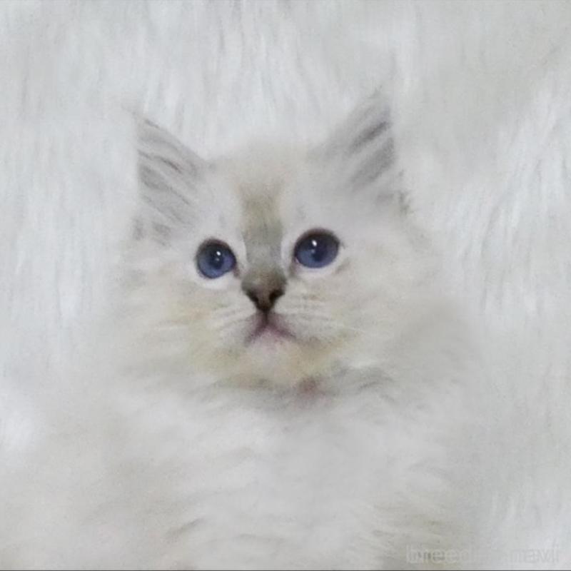 販売中の茨城県のラグドール-139971